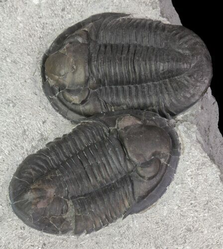 Rare Pseudodechenella Trilobite Pair - Centerfield Limestone, NY #68365